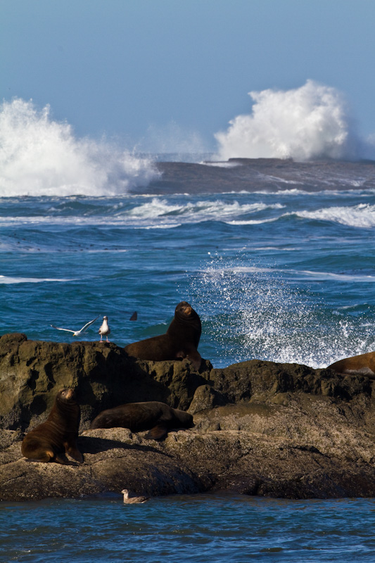 California Sea Lions And Breaking Waves